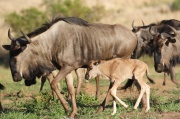 blue_wildebeest